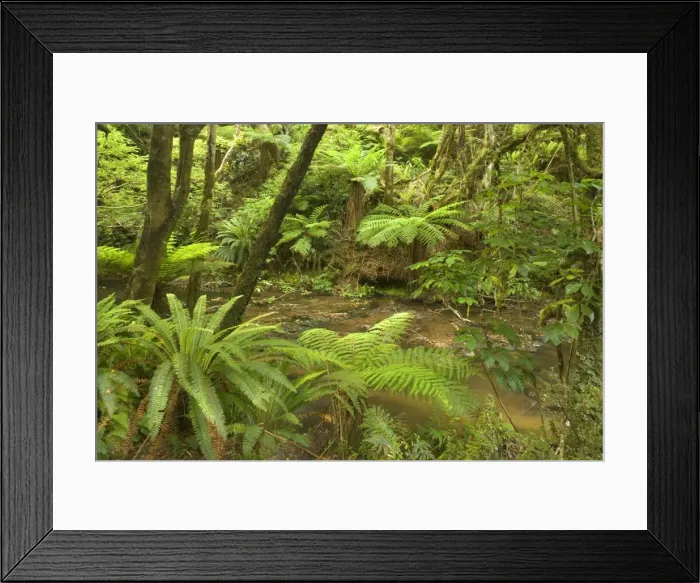 Framed Print : Rainforest river flowing through lush temperate rainforest with different kinds of ferns and native trees Catlins, Southland, South Island, New Zealand Framed Print : Rainforest river flowing through lush temperate rainforest with different kinds of ferns and native trees Catlins, Southland, South Island, New Zealand