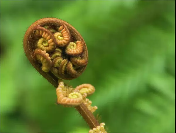 Tree Fern unfurling leave of a tree fern. This motive, in Maori called Koru, is by the Maori people often used in arts of all kinds. Te Urewera National Park, Hawke's Bay, North Island, New Zealand