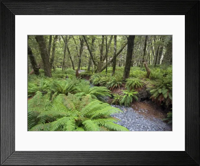 Framed Print : Fern carpet dense growing ferns forming the understory in Southern Beech forest Mount Aspiring National Park, Wanaka Destrict, South Island, New Zealand Framed Print : Fern carpet dense growing ferns forming the understory in Southern Beech forest Mount Aspiring National Park, Wanaka Destrict, South Island, New Zealand