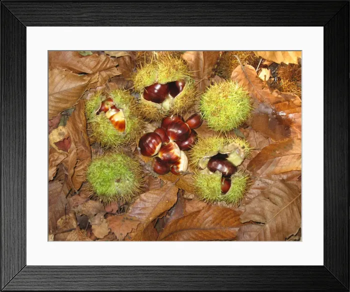 Framed Print : Sweet / Spanish Chestnut - fruit & husks, Sussex Woodland UK Framed Print : Sweet / Spanish Chestnut - fruit & husks, Sussex Woodland UK