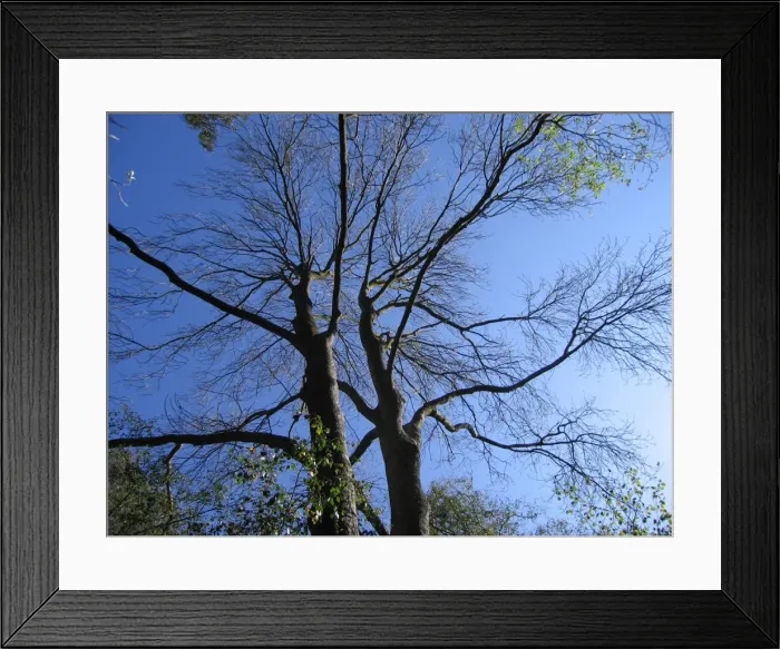 Framed Print : Common Ash Tree - First to lose its leaves in mixed woodland Framed Print : Common Ash Tree - First to lose its leaves in mixed woodland