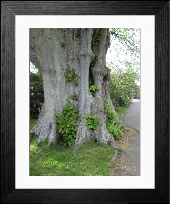 Framed Print : Lime Tree base - Next to footpath Framed Print : Lime Tree base - Next to footpath