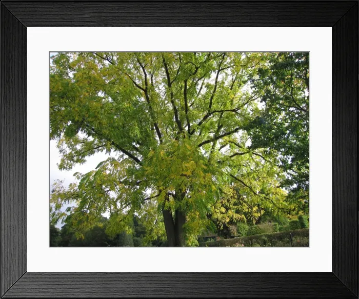 Framed Print : Black Walnut Tree - Early autumn colour Framed Print : Black Walnut Tree - Early autumn colour