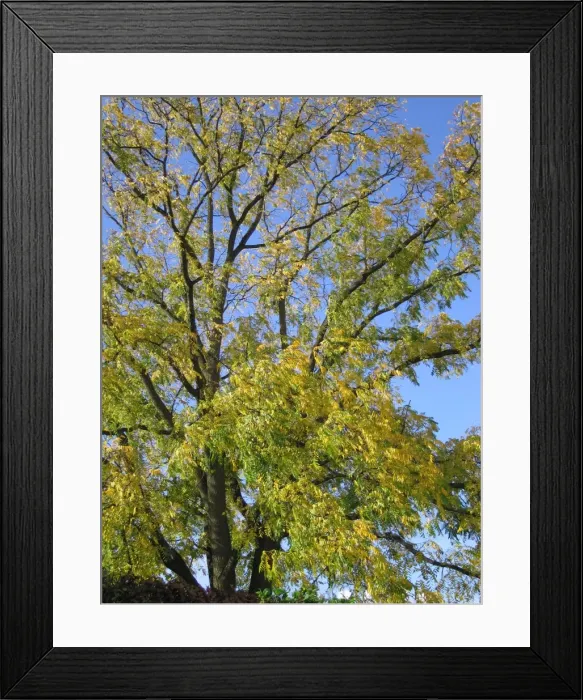 Framed Print : Black Walnut Tree - Early autumn colour Framed Print : Black Walnut Tree - Early autumn colour