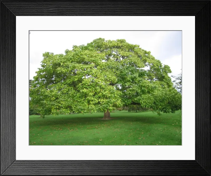 Framed Print : Indian Beam Tree / Catalpa Framed Print : Indian Beam Tree / Catalpa
