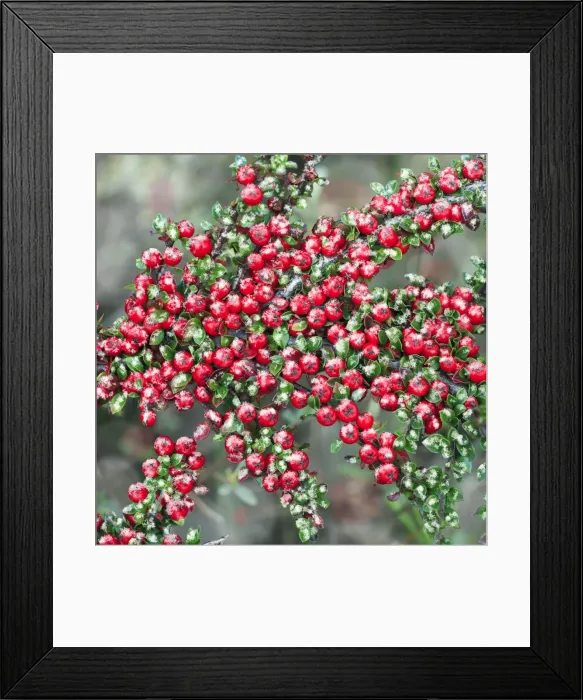 Framed Print : Cotoneaster - ripe berries in winter, garden escape, Holy Island, Northumberland, England Digital Manipulation: snow / frost Framed Print : Cotoneaster - ripe berries in winter, garden escape, Holy Island, Northumberland, England Digital Manipulation: snow / frost