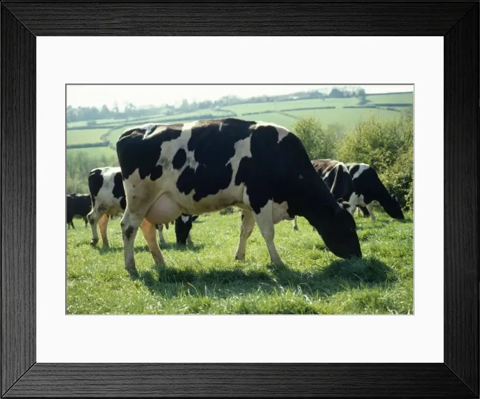 Framed Print : Friesian Cows - grazing Framed Print : Friesian Cows - grazing