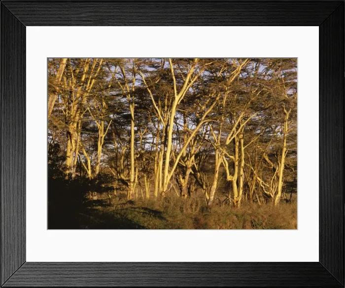 Framed Print : Fever Tree Kenya, Africa Framed Print : Fever Tree Kenya, Africa