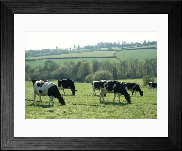 Framed Print : Friesian Cow - grazing Framed Print : Friesian Cow - grazing