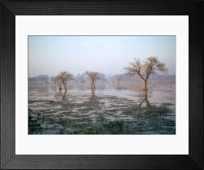 Framed Print : India - Bharatpur Marsh Bharatpur Wildlife Refuge Keoladeo Ghana Framed Print : India - Bharatpur Marsh Bharatpur Wildlife Refuge Keoladeo Ghana