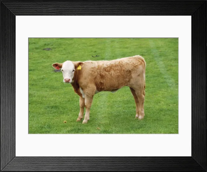 Framed Print : Bullock - cattle Framed Print : Bullock - cattle