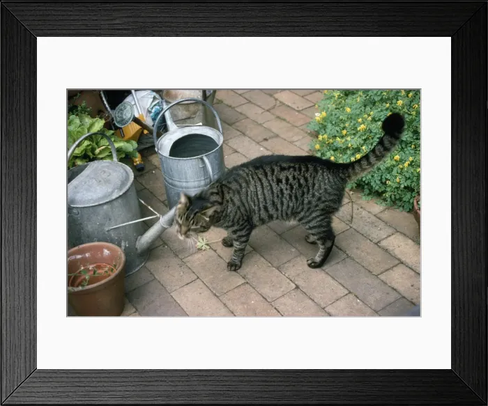 Framed Print : Tabby Cat - scenting territory by rubbing against watering can in garden Framed Print : Tabby Cat - scenting territory by rubbing against watering can in garden