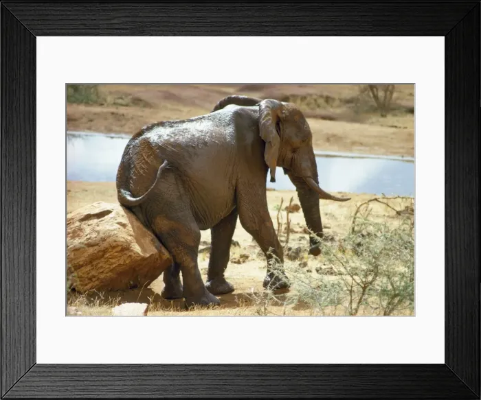Framed Print : African Elephant view from Kilaguni lodge, Tsavo National Park West, Kenya Framed Print : African Elephant view from Kilaguni lodge, Tsavo National Park West, Kenya