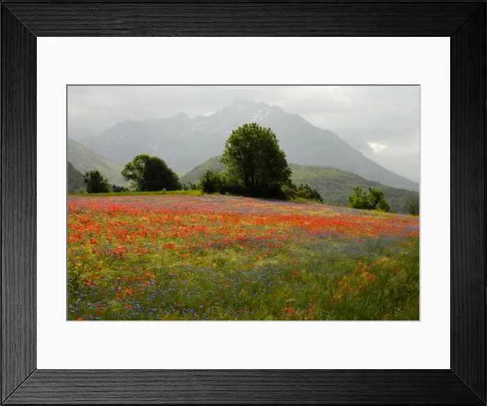 Framed Print : Flowers in alpine meadow - Poppy and Cornflowers - Provence - France Framed Print : Flowers in alpine meadow - Poppy and Cornflowers - Provence - France