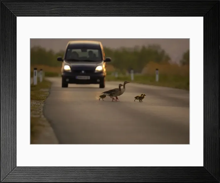Framed Print : Greylag goose - goose family crossing street, Neusiedler See, Austria Framed Print : Greylag goose - goose family crossing street, Neusiedler See, Austria