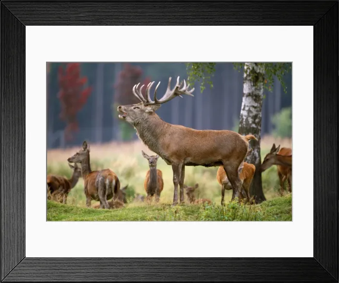 Framed Print : Red Deer. SM-2201. Red Deer - male in rutting season roaring Framed Print : Red Deer. SM-2201. Red Deer - male in rutting season roaring