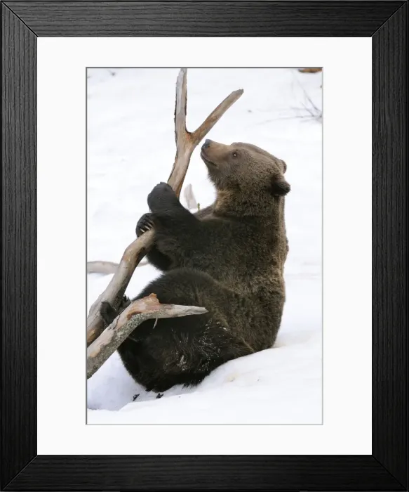 Framed Print : European brown bear in snow, Germany