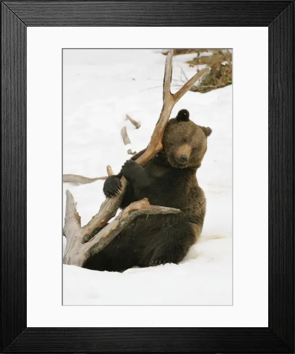 Framed Print : European brown bear in snow, Germany Framed Print : European brown bear in snow, Germany