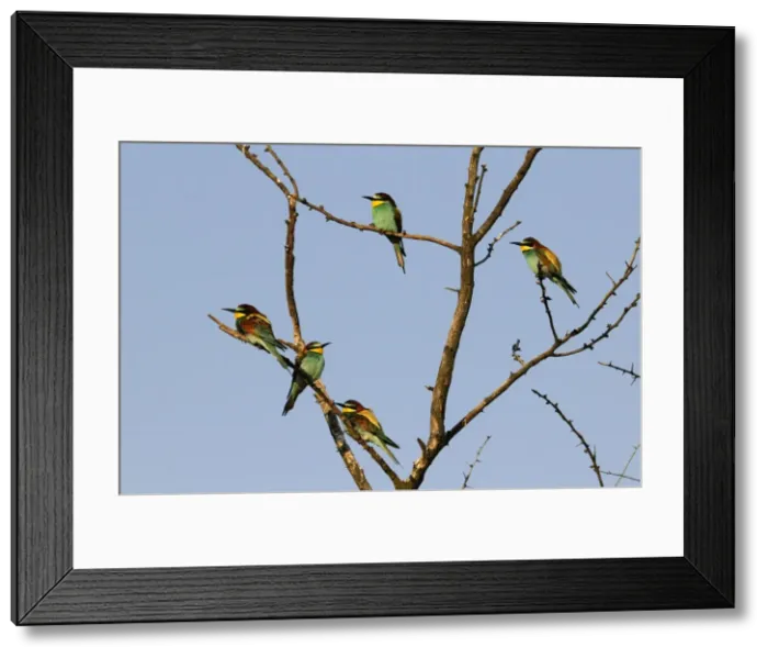 Framed Print : Beeaters on a tree, Austria Framed Print : Beeaters on a tree, Austria