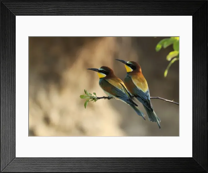 Framed Print : Beeeater - two, Austria Framed Print : Beeeater - two, Austria