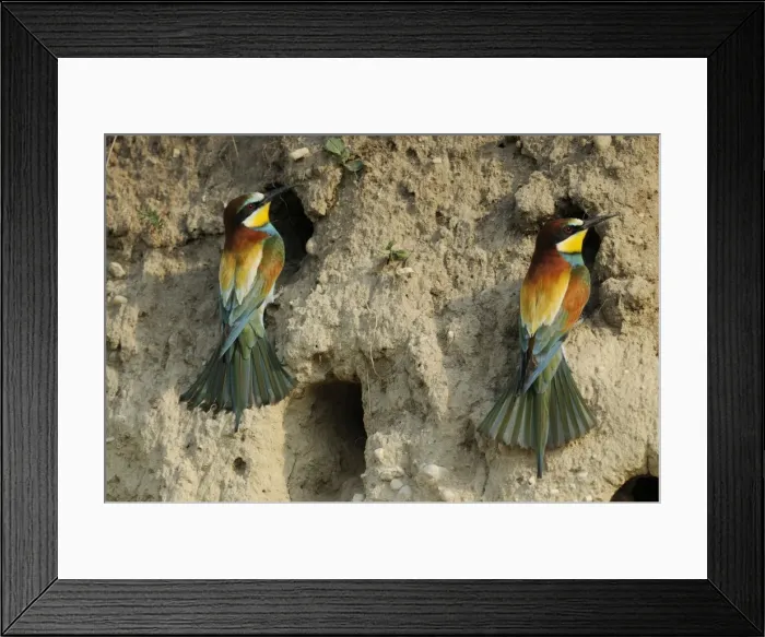 Framed Print : European Beeaters - at nest holes Framed Print : European Beeaters - at nest holes