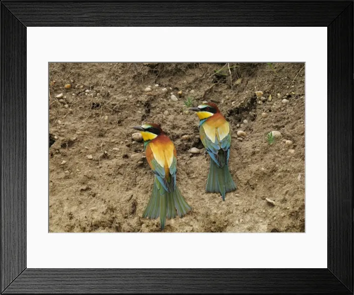 Framed Print : Beeeaters, Austria Framed Print : Beeeaters, Austria