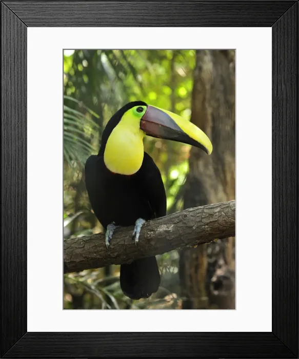 Framed Print : Chestnut-mandibled Toucan / Swainson's Toucan Framed Print : Chestnut-mandibled Toucan / Swainson's Toucan