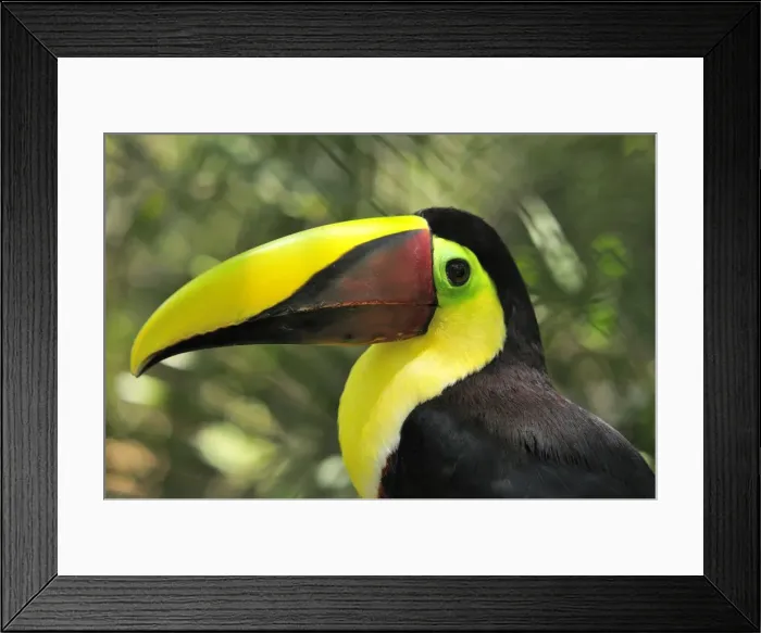 Framed Print : Chestnut-mandibled Toucan  /  Swainson's Toucan. Costa Rica