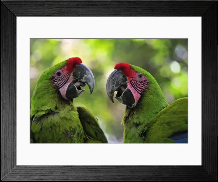 Framed Print : Great green Macaw, Costa Rica Framed Print : Great green Macaw, Costa Rica