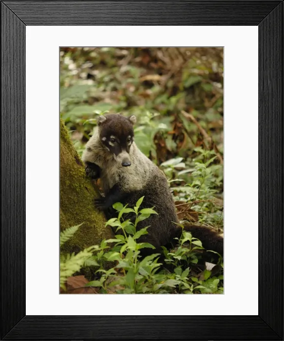 Framed Print : White-nosed Coati, Costa Rica Framed Print : White-nosed Coati, Costa Rica