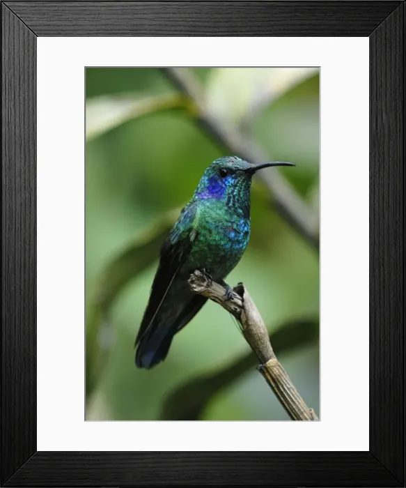 Framed Print : Violet sabrewing Framed Print : Violet sabrewing
