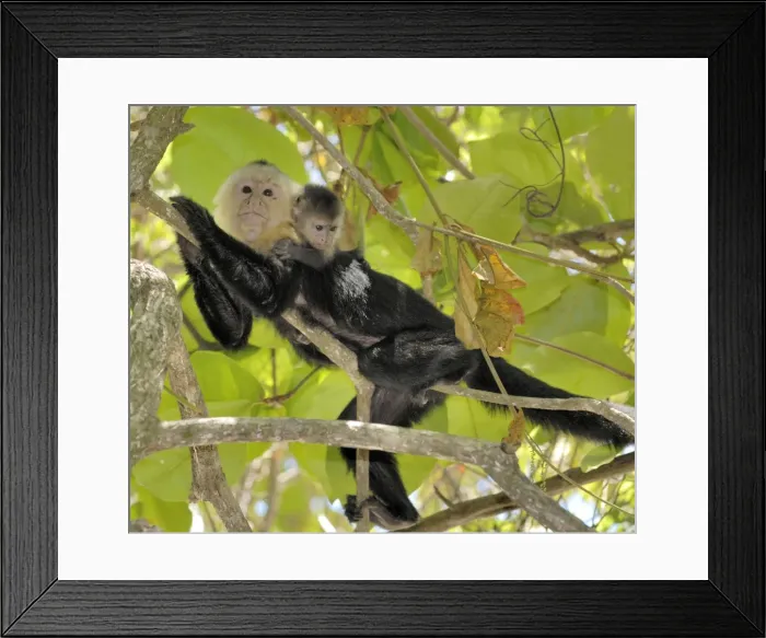 Framed Print : White-throated / White-faced / White-headed Capuchin - with young on back. Costa Rica Framed Print : White-throated / White-faced / White-headed Capuchin - with young on back. Costa Rica