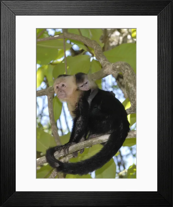 Framed Print : White-throated / White-faced / White-headed Capuchin - with young on back. Costa Rica Framed Print : White-throated / White-faced / White-headed Capuchin - with young on back. Costa Rica