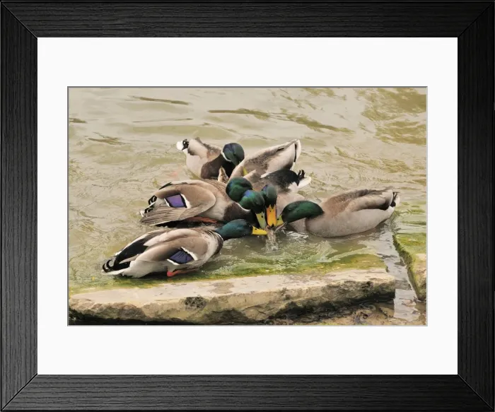 Framed Print : Mallards- males trying to mate with a female duck Framed Print : Mallards- males trying to mate with a female duck