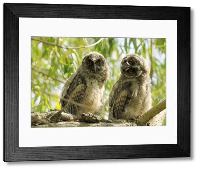 Framed Print : Long eared Owl; Costa Rica Framed Print : Long eared Owl; Costa Rica