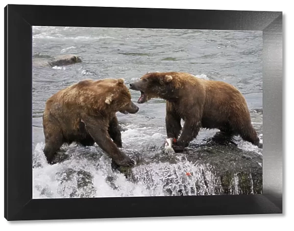 Grizzly Bear - fighting for salmon in river. Katmai National Park - Alaska - USA