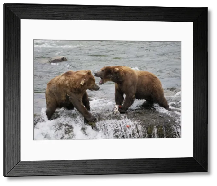 Framed Print : Grizzly Bear - fighting for salmon in river. Katmai National Park - Alaska - USA Framed Print : Grizzly Bear - fighting for salmon in river. Katmai National Park - Alaska - USA