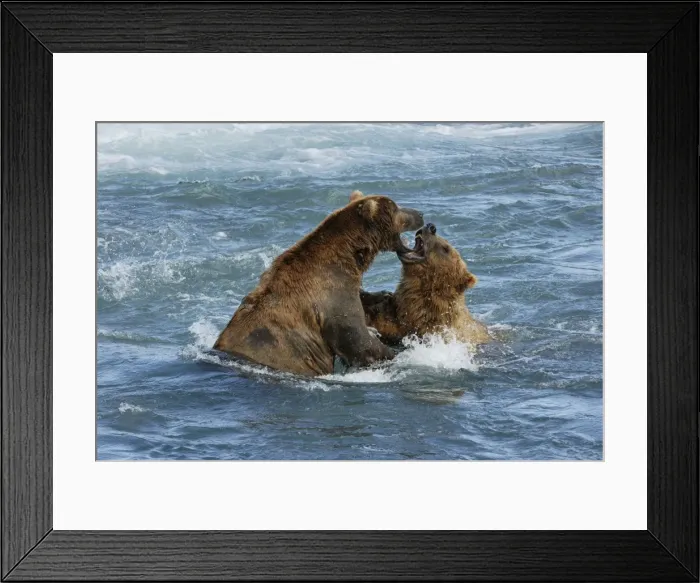 Framed Print : Grizzly Bear - playing in river. Katmai National Park - Alaska - USA Framed Print : Grizzly Bear - playing in river. Katmai National Park - Alaska - USA