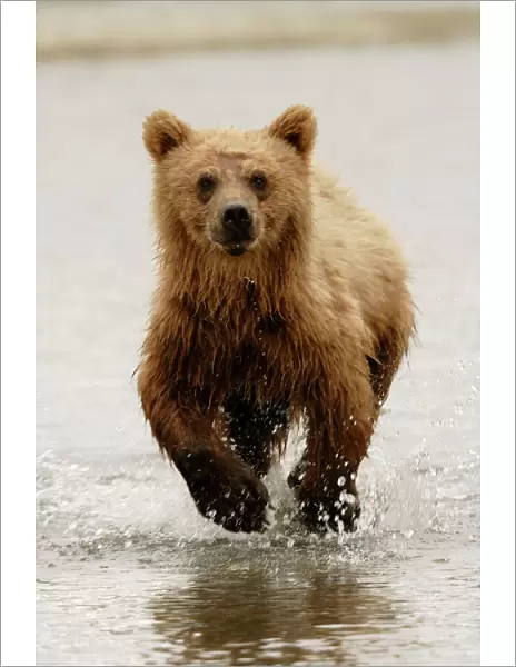Young Grizzly bear running in water, McNeil River, Alaska, USA