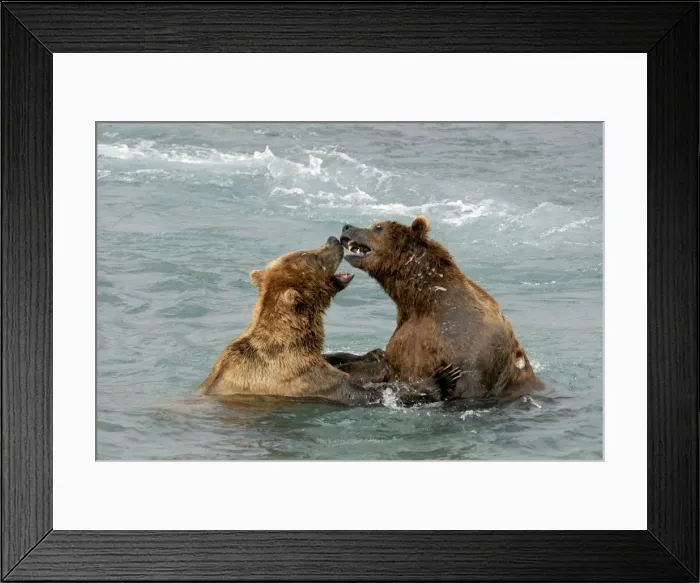 Framed Print : Grizzly Bears - playing in river. Katmai National Park - Alaska - USA Framed Print : Grizzly Bears - playing in river. Katmai National Park - Alaska - USA