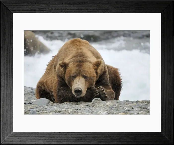 Framed Print : Grizzly bear - old male, McNeil River sanctuary, Alaska, USA Framed Print : Grizzly bear - old male, McNeil River sanctuary, Alaska, USA