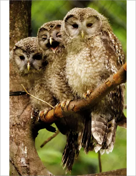 Ural owls - three young on branch, Germany