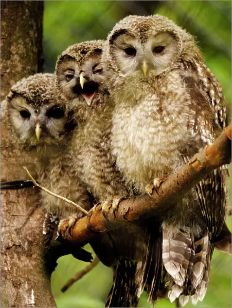 Ural owls - three young on branch, Germany