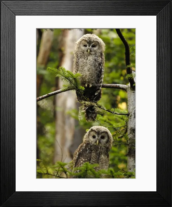 Framed Print : young Ural owls - two, Germany Framed Print : young Ural owls - two, Germany