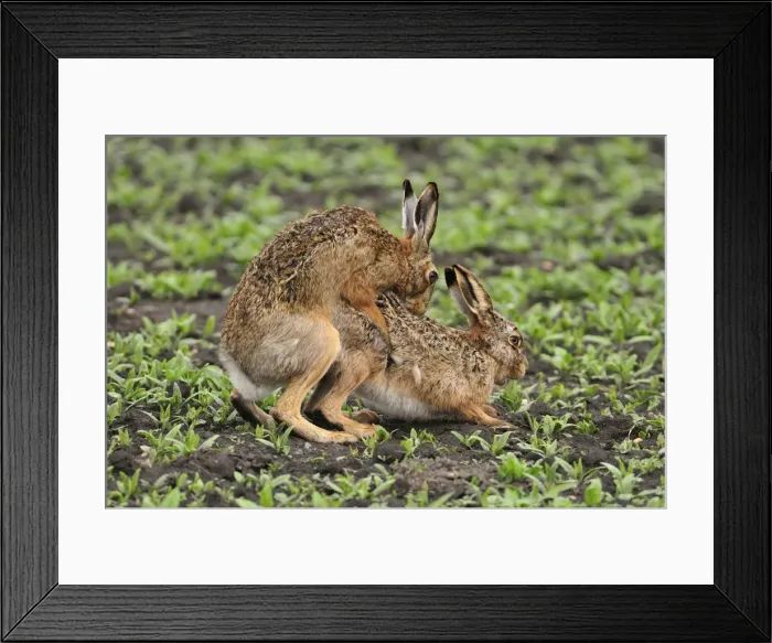 Framed Print : European hares - mating, Austria Framed Print : European hares - mating, Austria