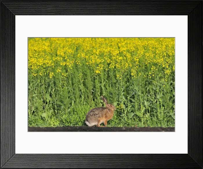 Framed Print : European hare, Austria Framed Print : European hare, Austria