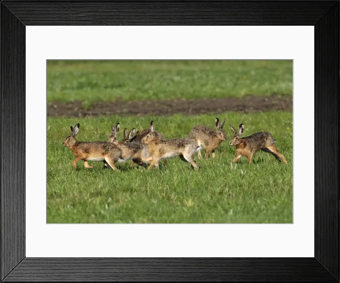 Framed Print : European hares running - mating season, Austria Framed Print : European hares running - mating season, Austria