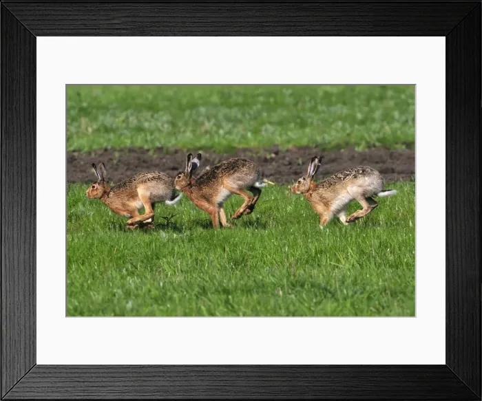 Framed Print : European hares running - mating season, Austria Framed Print : European hares running - mating season, Austria