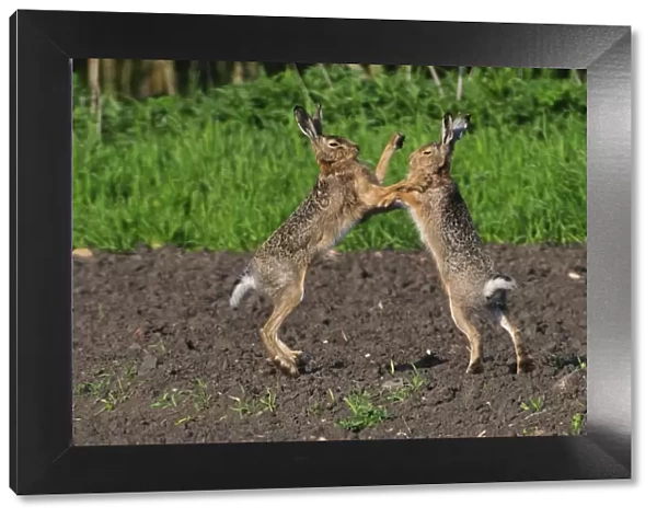 European hares boxing - mating season, Austria