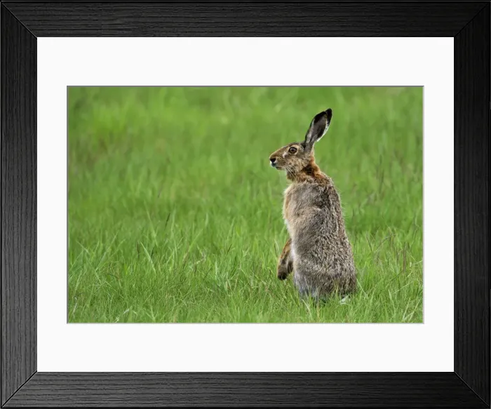 Framed Print : European hare standing upright - Austria Framed Print : European hare standing upright - Austria